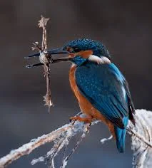 Ensuring a Steady Food Supply for Common Kingfishers