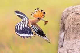 Prepare a safe place for Eurasian Hoopoe