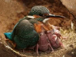 Why Protecting Kingfishers’ Habitat Matters