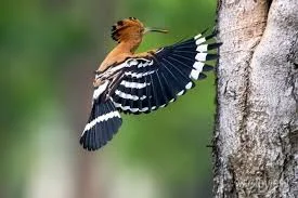 Proper Food and Care for the Eurasian Hoopoe