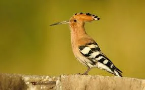 Physical Appearance of Eurasian hoopoe