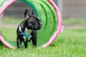 Tips for Keeping Your French Bulldog Safe