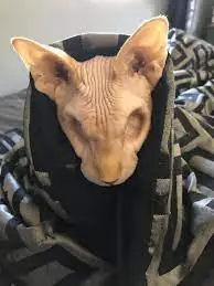 Why Cleaning Matters for Eyeless Sphynx Cats