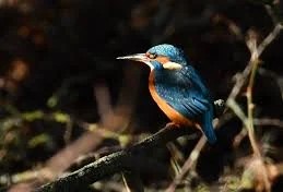 Caring for the Common Kingfisher