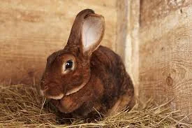 Daily Cleaning Routine for Rex Rabbits