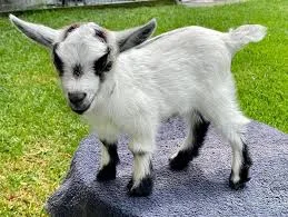 How Do the Australian Miniature Goats Come From