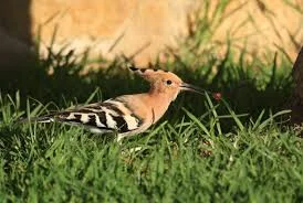 Natural Grooming Habits of Eurasian Hoopoe