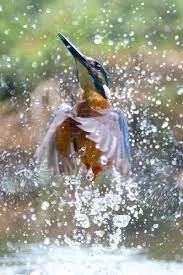 Fun Activities for Common Kingfishers