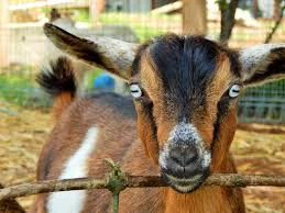 Habitat and Care for Australian Miniature Goats