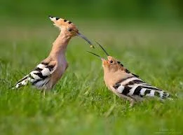 Breeding and Raising Baby Hoopoes