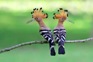 Fun Activities of Eurasian hoopoe