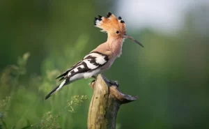 Physical Appearance and Class of Eurasian hoopoe