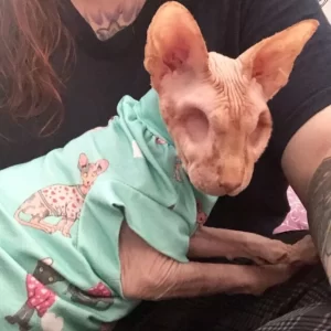 Safe Exploration Zones for Eyeless Sphynx Cats