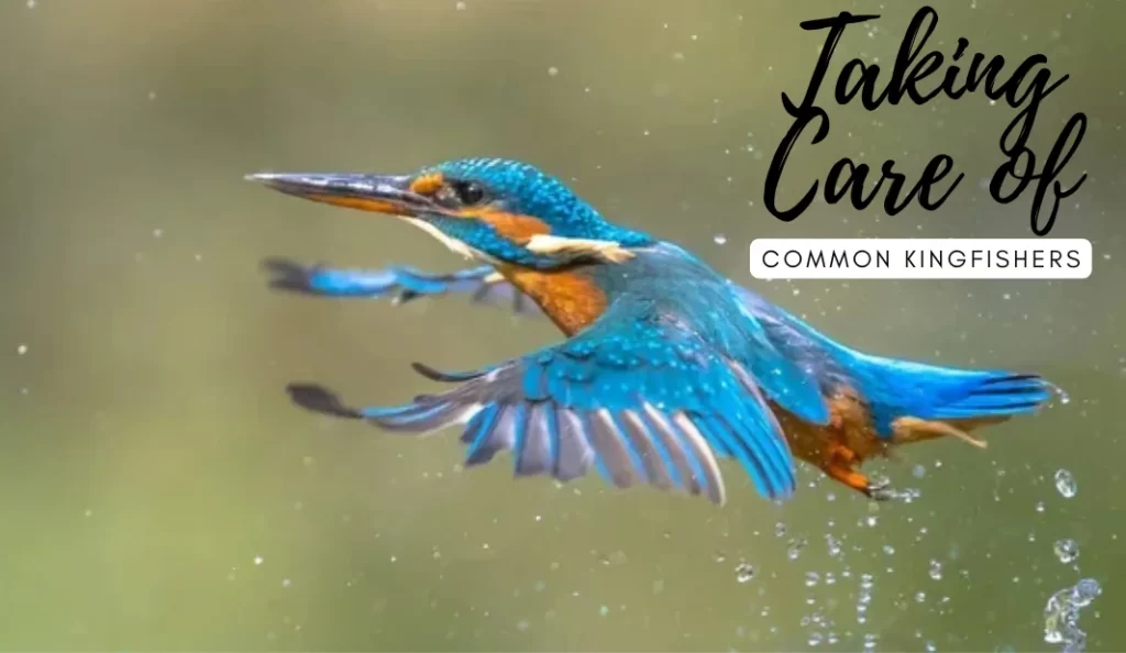 Taking care of common Kingfishers