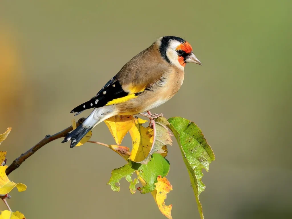 European Goldfinch