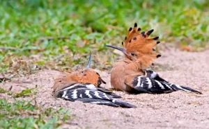 Sunbathing of Eurasian Hoopoe