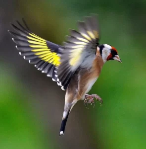 Origin and Name of the European Goldfinch