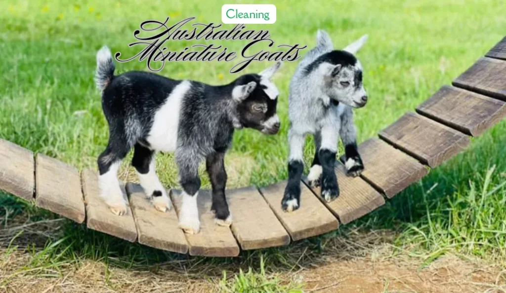 Cleaning Australian Miniature Goats