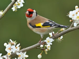 Perfect Home For European Goldfinch