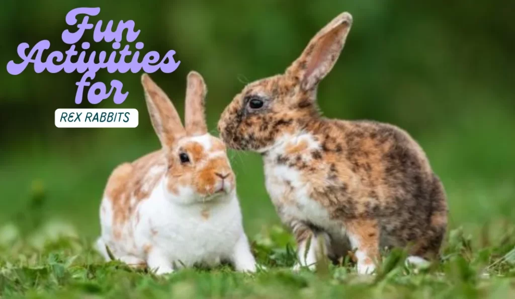 Fun activities for Rex rabbits