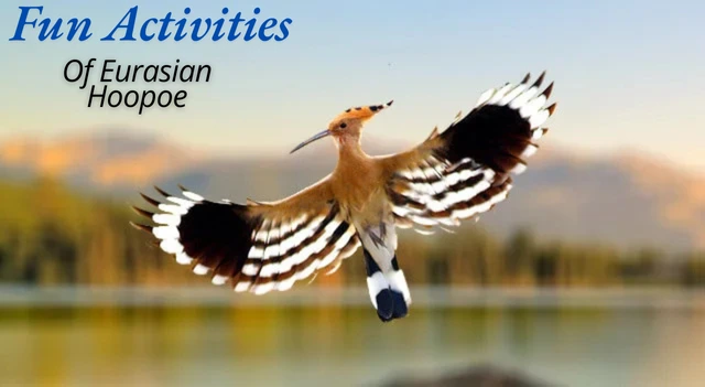 Fun Activities of Eurasian Hoopoe