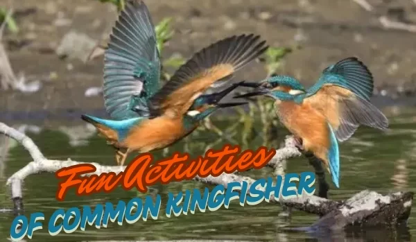 Fun Activities of Common Kingfisher