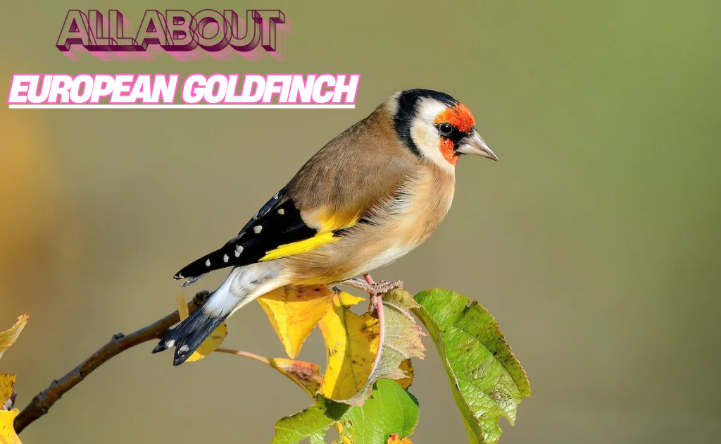 European Goldfinch