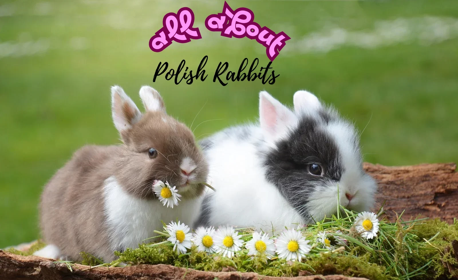 All About Polish Rabbits