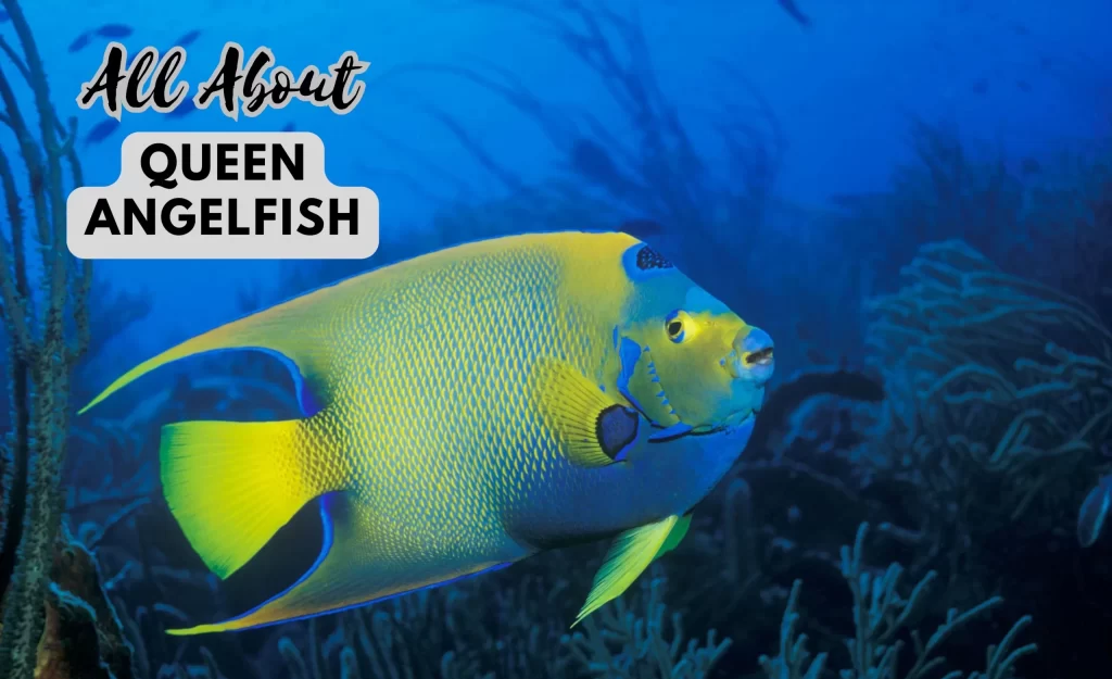 Queen Angelfish