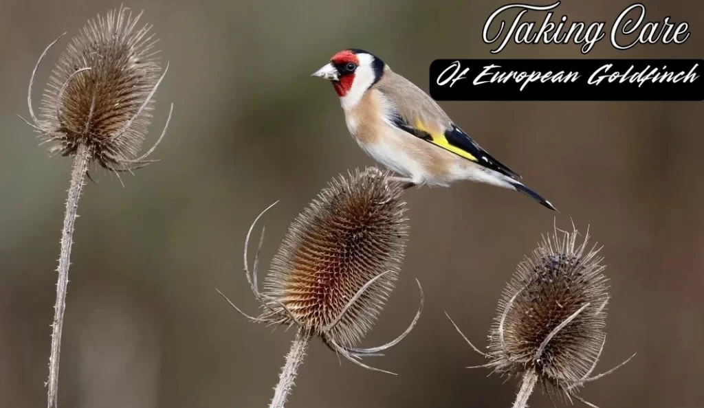 How to Take Care of a European Goldfinch