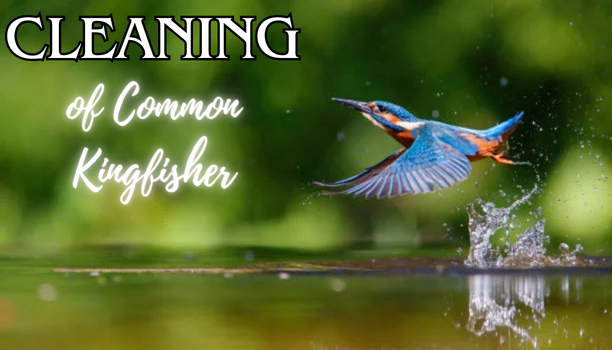 Cleaning of Common Kingfishers