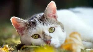 Is the American Wirehair the Right Cat for You?