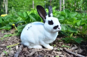 Organize Playtime Outside the Cage for Rex Rabbits