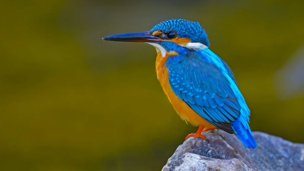Common Kingfishers