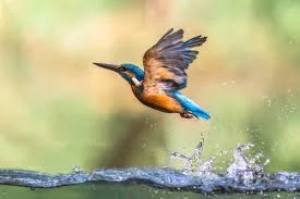 Fun Activities of Common Kingfisher