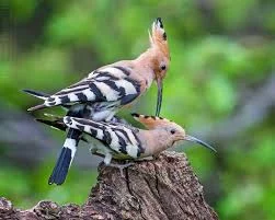 Fun Activities and Unique Calls and Songs of Eurasian Hoopoe