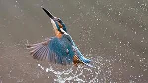 Common Kingfishers Bathing