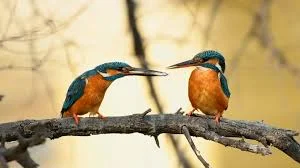 Perching Habits of the Common Kingfisher