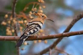 Why the Eurasian Hoopoe Is Important