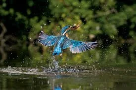 Common Kingfishers Catch Fish