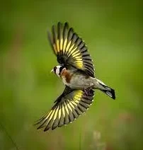 Habitat of the European Goldfinch