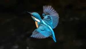 Common Kingfishers