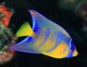 Queen Angelfish