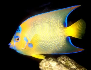 Cleaning and Grooming Your Queen Angelfish