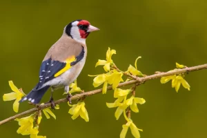 Health and Cleanliness of European Goldfinch