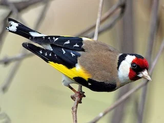 European goldfinch