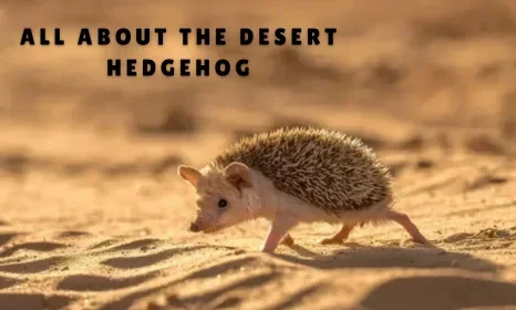 All About the Desert Hedgehog