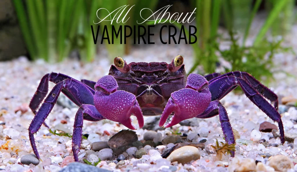 All About Vampire Crab