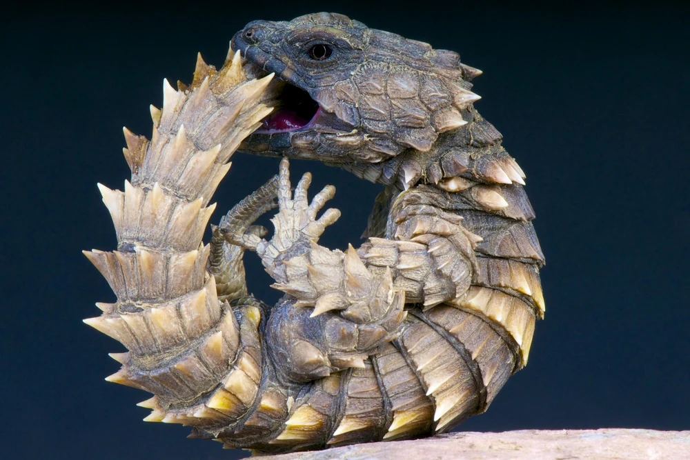 Natural Habitat of the Armadillo Girdled Lizard in South Africa