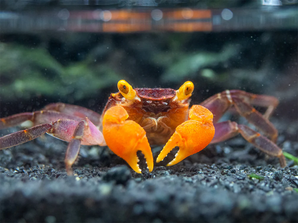 Breeding Vampire Crabs at Home